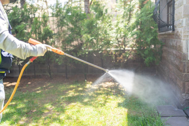 Best Wasp Removal Services  in Rolla, MO