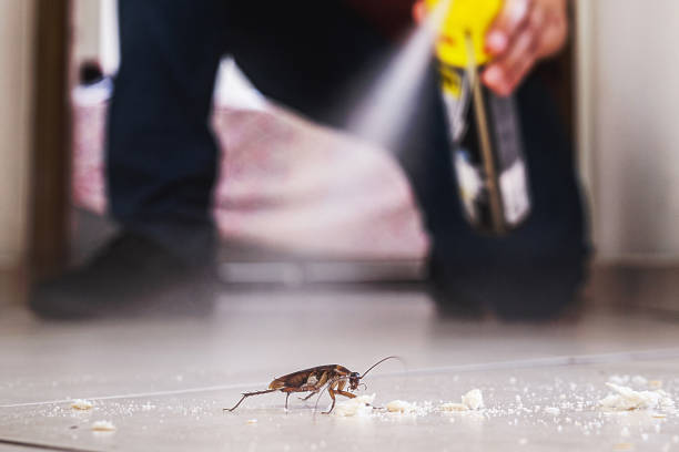 Best Insect Control  in Rolla, MO